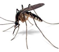 На теріторію Словакії проникають комары способны переносити небезпечны тропічны захворіня