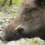 wild-pig-boar