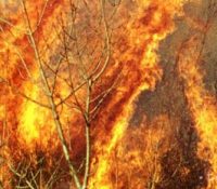 В Німецьку выпукнув вчера розсяглый лісный пожар