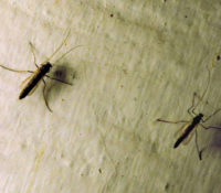 Хорватія боює проти інвазівным комарiм выпущанём неплодных