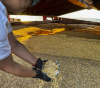 Kиїв і Загреб доїднали ся на експорті зерна